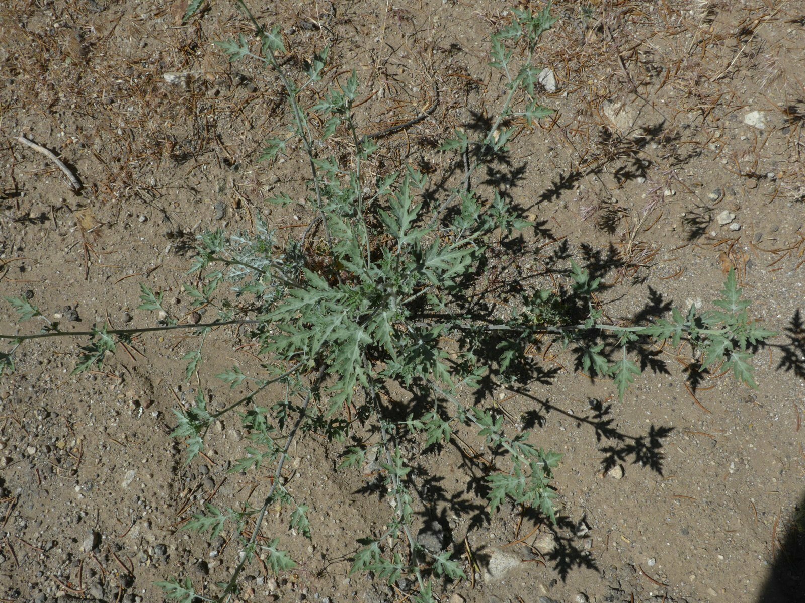 High Resolution Ambrosia acanthicarpa Plant